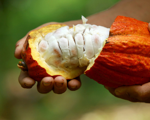 cocoa beans image