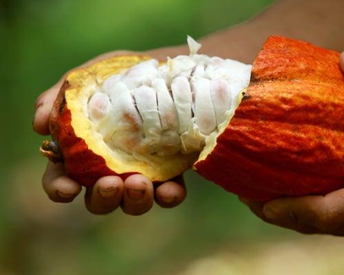 cocoa beans image cocoa beans image