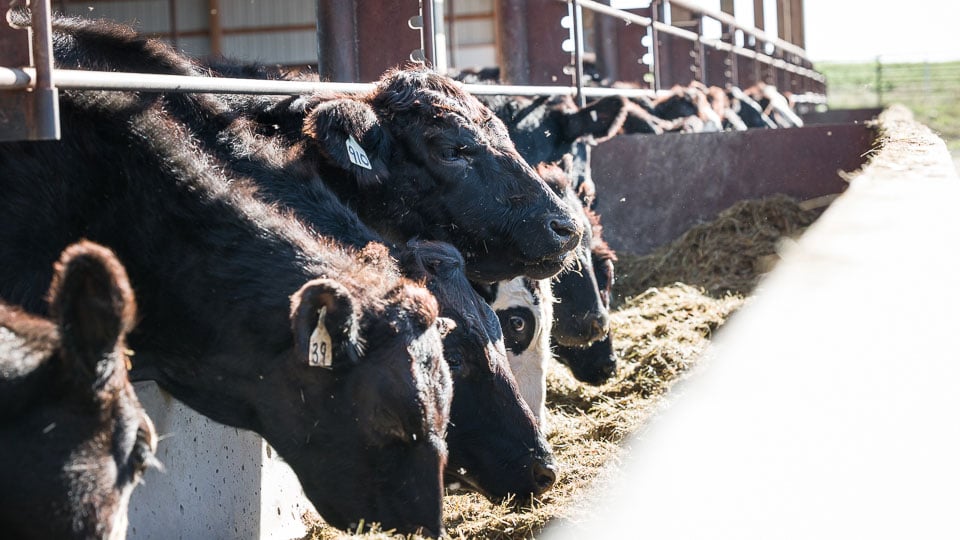 Introducing Reach4Reduction™: An Effective Way to Reduce Ruminant Methane Emissions
