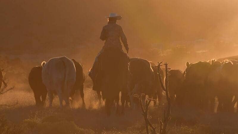 ranching in Texas