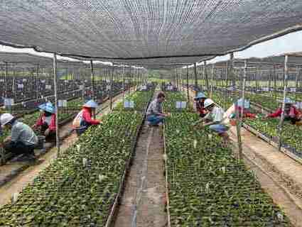 Workers inspect palm tree plants growing under nets.