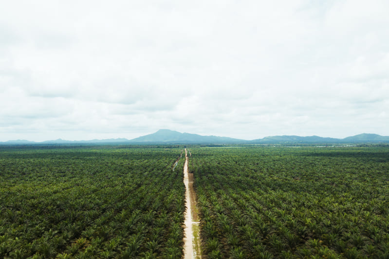 palm oil plantation