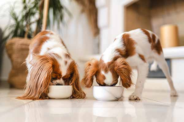 Frozen Pet Food Manufacturing - Dogs Eating