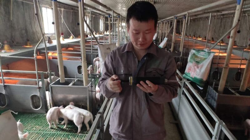 pig farm
