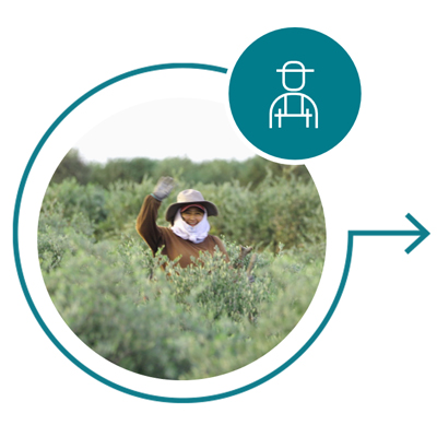 The Jojoba Promise - Resilient Farmers and Communities