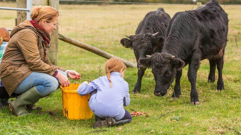 A woman and a girl feed a couple of calves. A woman and a girl feed a couple of calves.