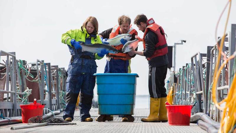 Three employees check the quality of the fish raised by Cargill in the North Sea. Three employees check the quality of the fish raised by Cargill in the North Sea.