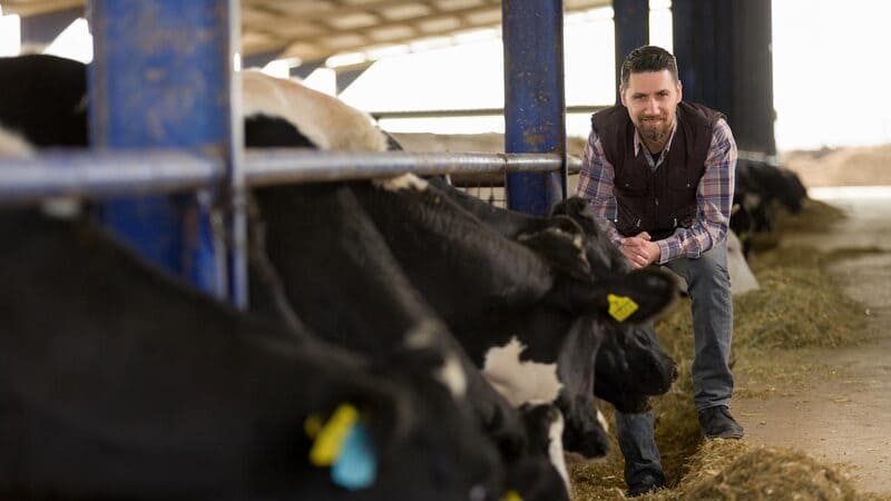 A man sits next to a group of cows eating. A man sits next to a group of cows eating.