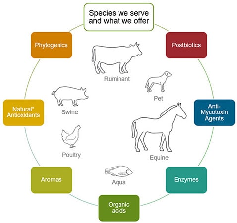 Animal Feed Additives Species Wheel
