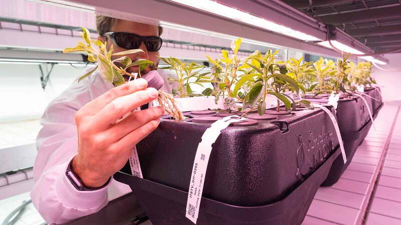 A Cargill employee monitors plants at an indoor vertical farm.