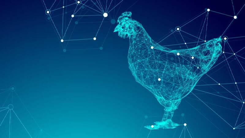 Digital image of a chicken Digital image of a chicken