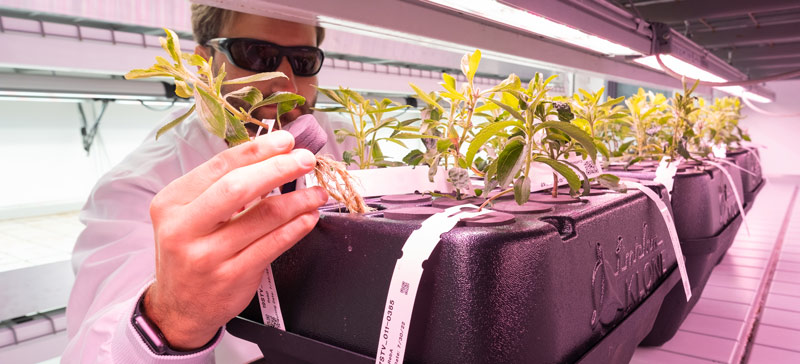 Scientist inspecting stevia growing in a vertical farming lab