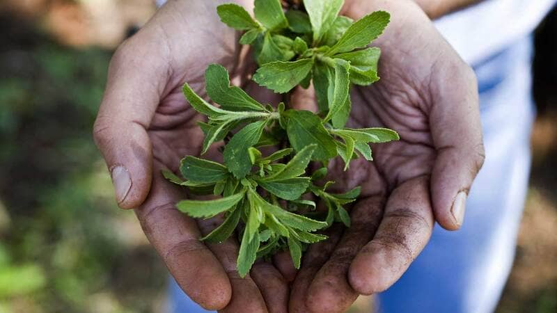 A person holds a stevia plant in their hands.