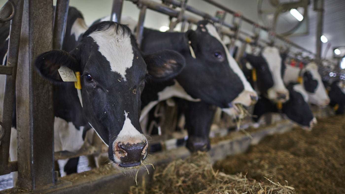 A group of cows eating feed. A group of cows eating feed.