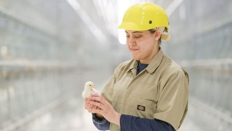 An employee at Forsman Farms in Minnesota holds a hen in a cage-free environment.