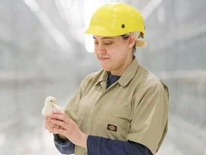 An employee at Forsman Farms holds a chick in a cage-free environment. An employee at Forsman Farms holds a chick in a cage-free environment.