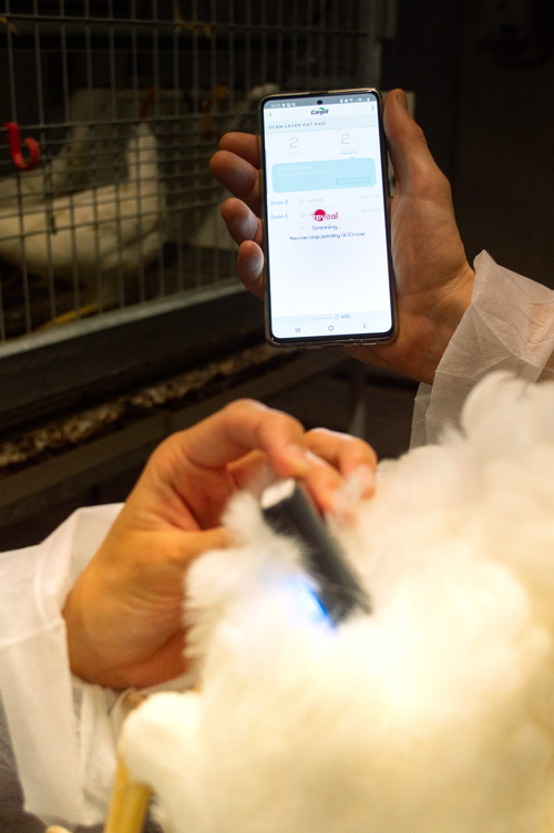 A chicken being tested with the device