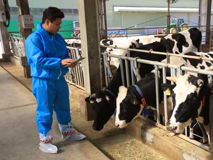 A Cargill scientist looks at feed in front of several cows, part of research to reduce methane CH4.