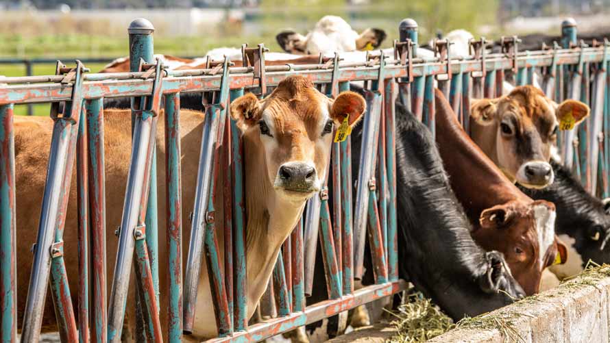 Many Jersey and Holstein cows eating. Many Jersey and Holstein cows eating.
