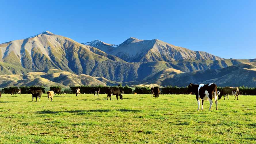 A blue sky above a field of cattle. A blue sky above a field of cattle.