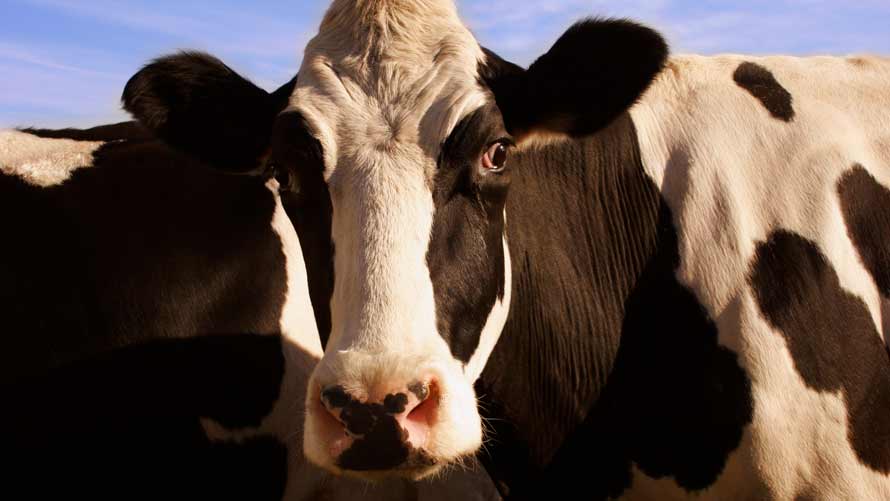 A close up of a cow’s head as it produces methane CH4 as part of its digestion process. A close up of a cow’s head as it produces methane CH4 as part of its digestion process.