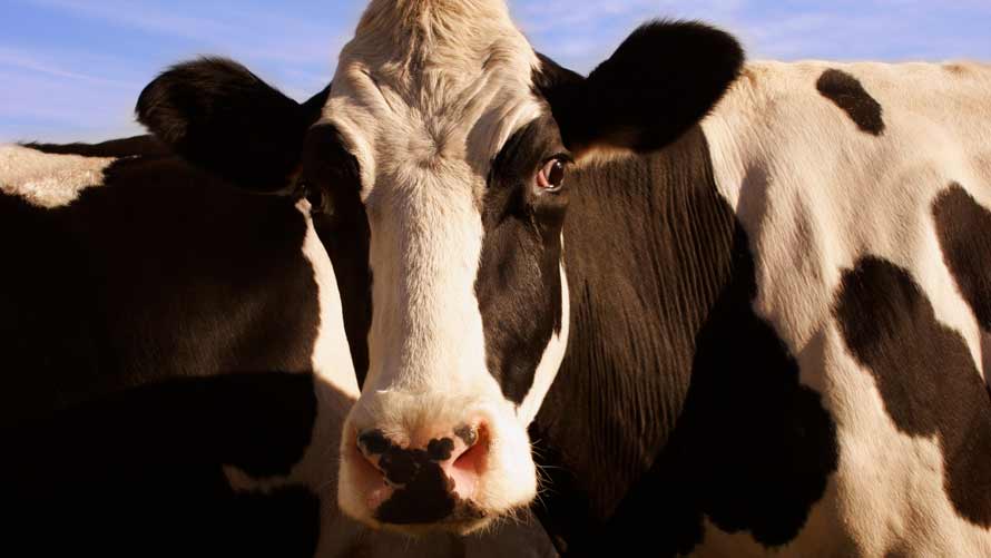  A close up of a cow’s head as it produces methane CH4 as part of its digestion process.