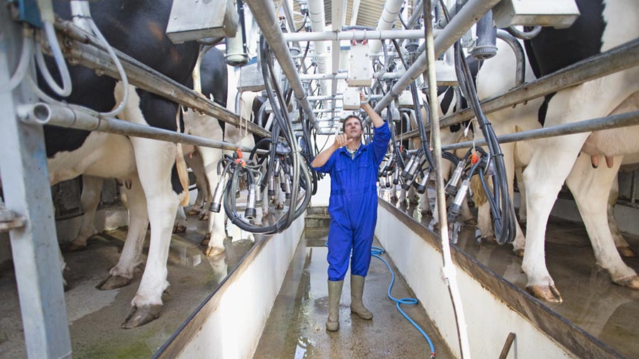 A male farmer checks the lines of several dairy cows as they are milked. A male farmer checks the lines of several dairy cows as they are milked.