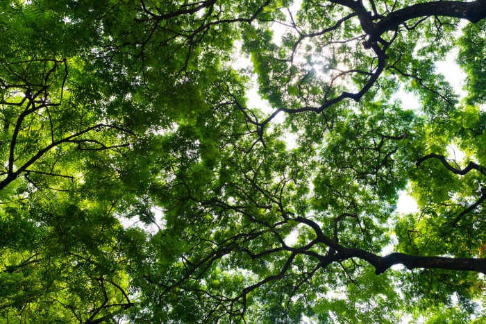 View of tree branches from below on a sunny day