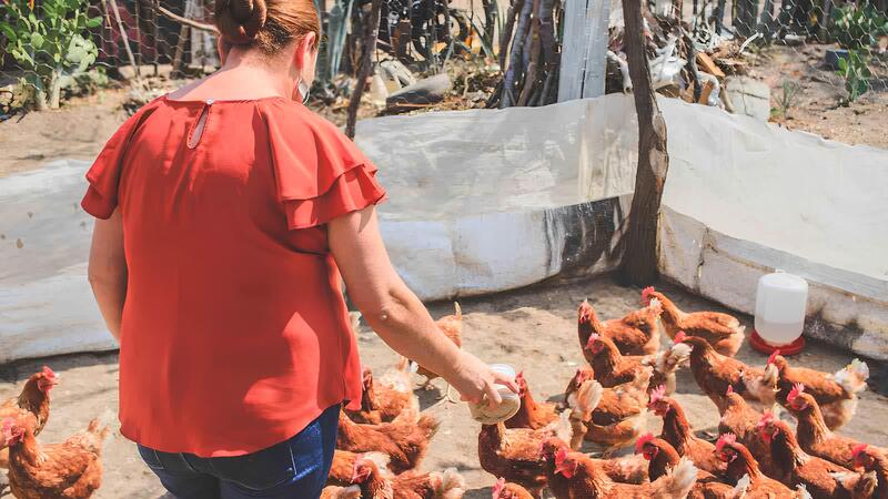 A woman feeding a flock of chicken. 