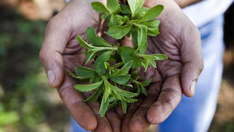 A person holds a stevia plant in their hands. A person holds a stevia plant in their hands.