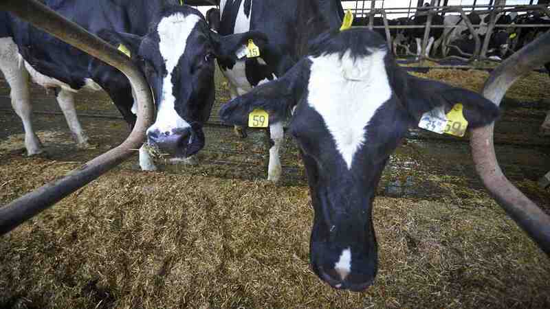 A couple of cows eat on a farm.