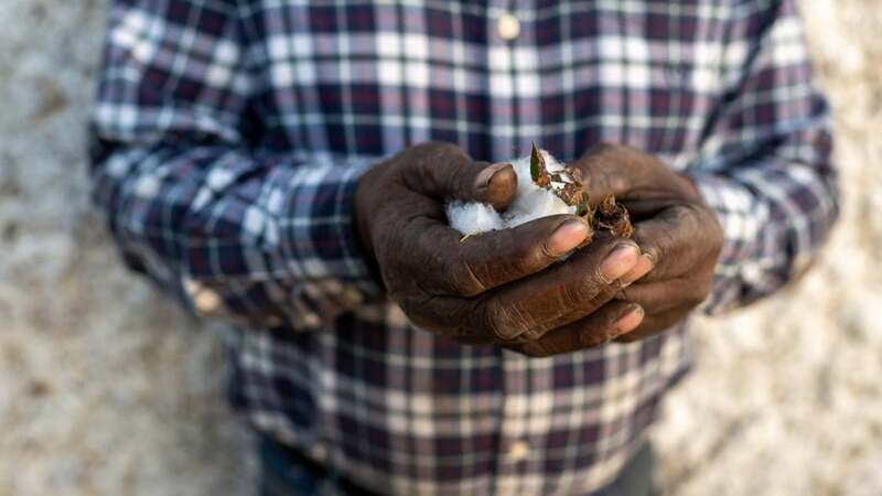 A farmer checks the leaf of a plant in their farm field. A farmer checks the leaf of a plant in their farm field.