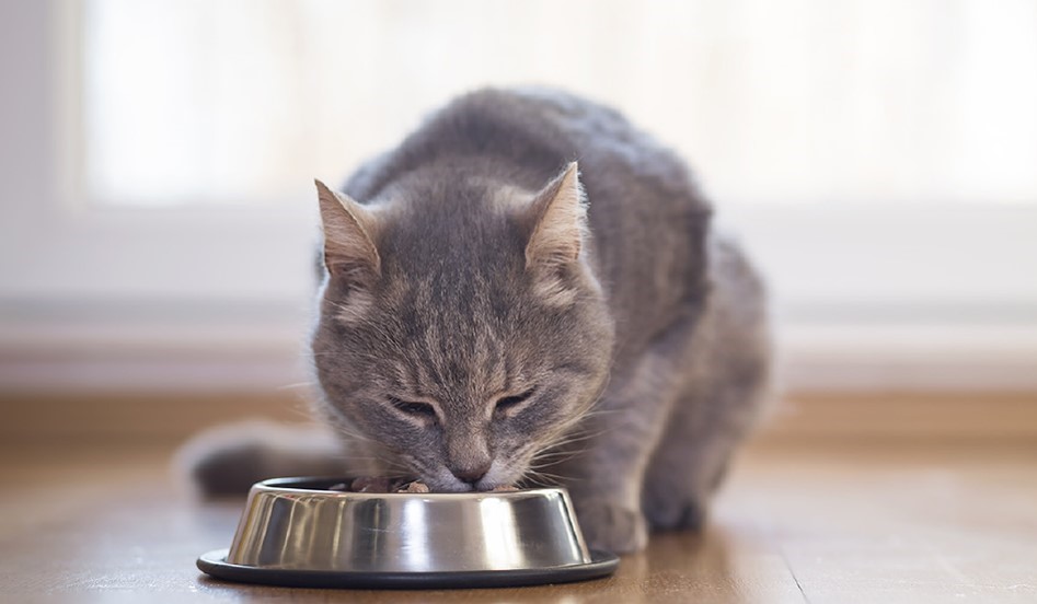 A cat happily eating from a metal bowl.