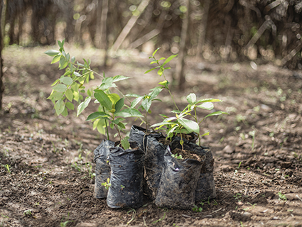 2023 Cocoa & Forests Initiative Progress Report 2023 Cocoa & Forests Initiative Progress Report