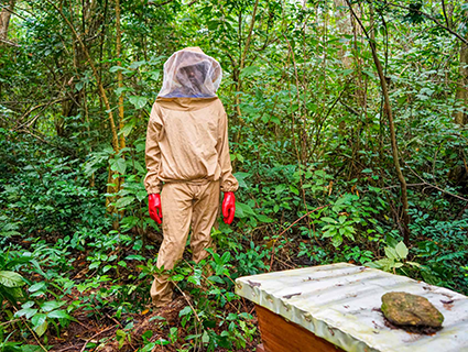The buzz on beekeeping and biodiversity The buzz on beekeeping and biodiversity