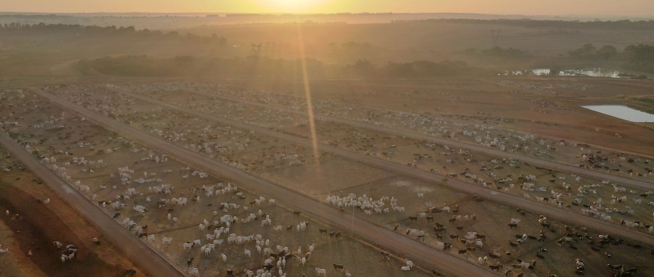 An aerial view of cattle roaming in a ranch in Brazil. An aerial view of cattle roaming in a ranch in Brazil.