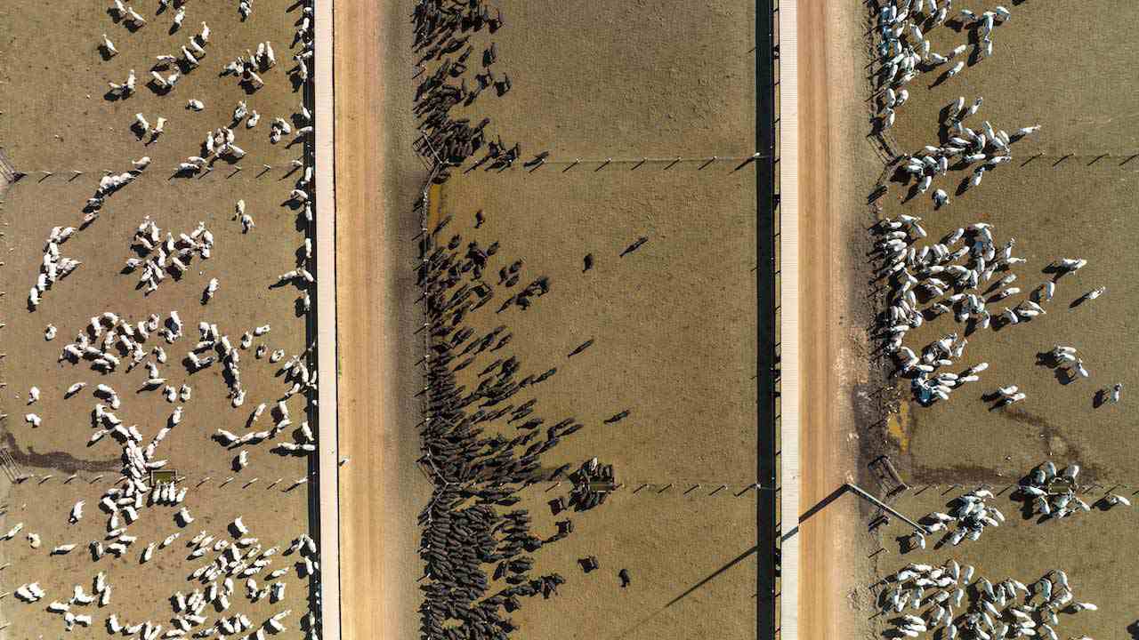 Vista aérea de três confinamentos separados em uma fazenda de gado. 