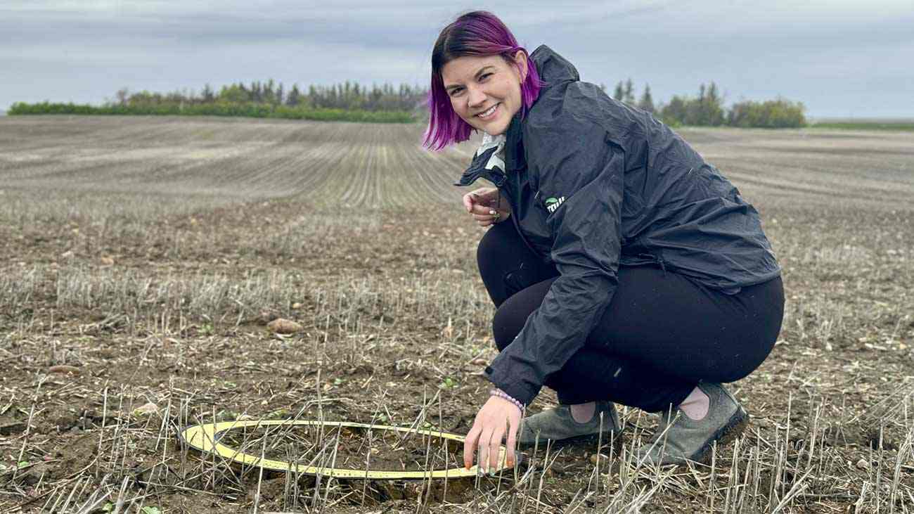 A conservation agronomist looks at soil in a farm field in France. A conservation agronomist looks at soil in a farm field in France.