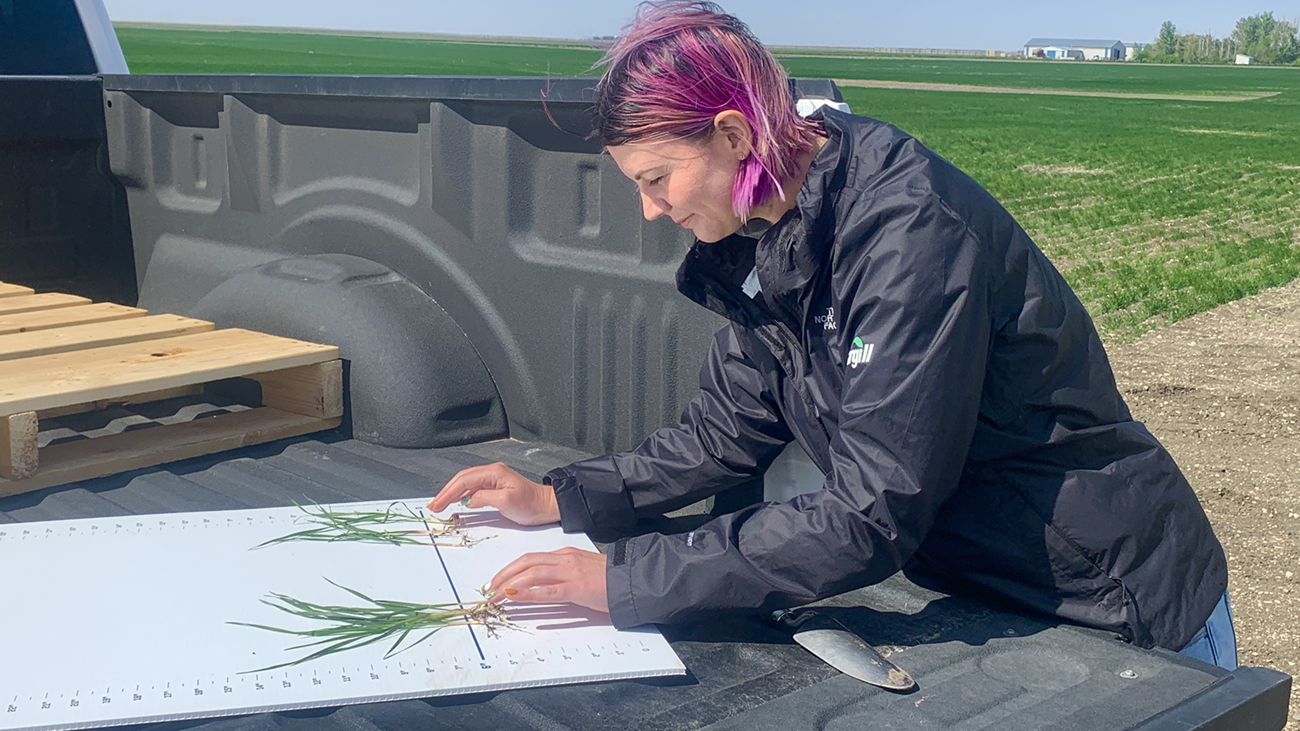 A women compares the impact of two different fertilizer blends on roots and leaf growth of durum wheat.