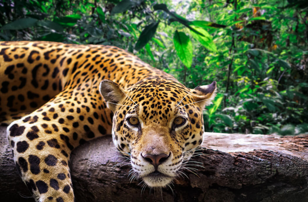 amazon_jaguar amazon_jaguar