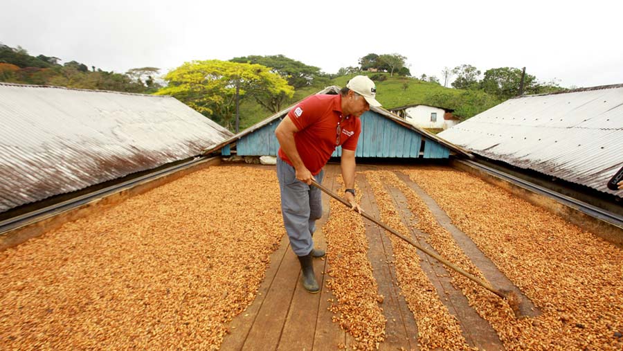A farmer runs a rake through piles of cocoa bean shells. 