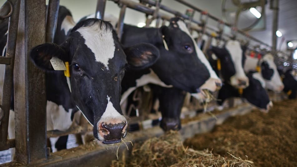 A group of dairy cows feeding inside a barn. A group of dairy cows feeding inside a barn.