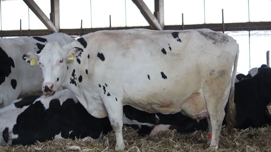 A dairy cow waits inside of a barn to be milked.
