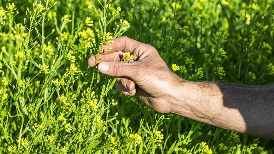 A farmer reaches their hand out to hold a yellow flower on a camelina plant. 