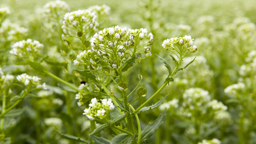 White flowers bloom on a pennycress plant. White flowers bloom on a pennycress plant.