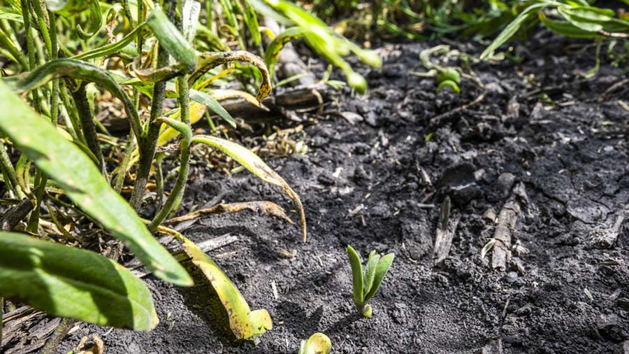 Camelina plants in the ground improving soil health and with relay cropping next to soybean plants. 