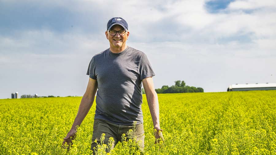 A farmer walks in a field of flowering camelina. A farmer walks in a field of flowering camelina.