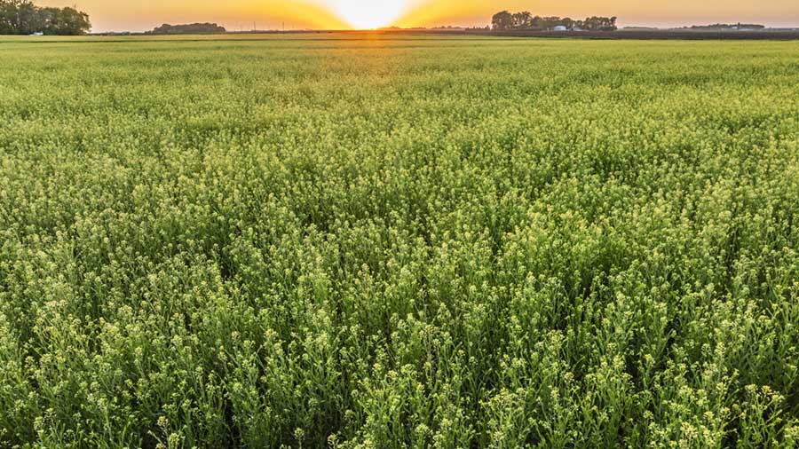 The sun shines down on a field of camelina plant full of camelina seed. 