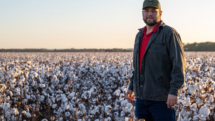 The sun shines down on a field of cotton. The sun shines down on a field of cotton.