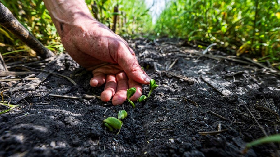 Crops grow out of healthy soil.